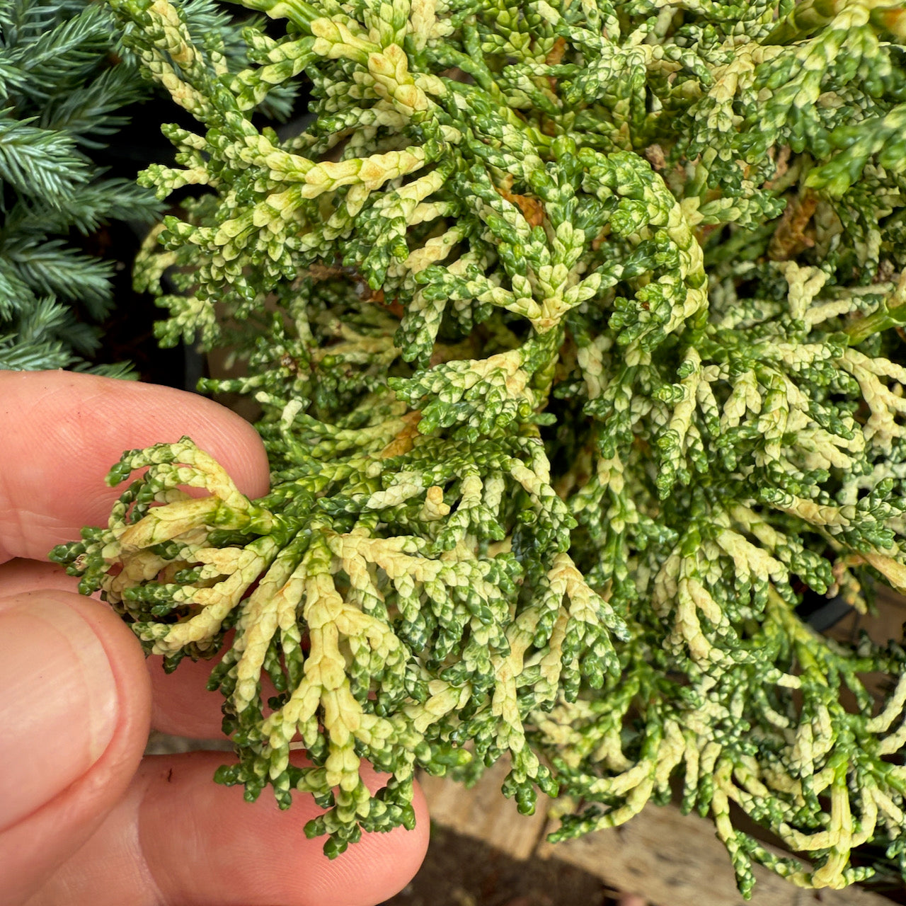 Mariesii Dwarf Hinoki Cypress - Chameacyparis obtusa 'Mariesii