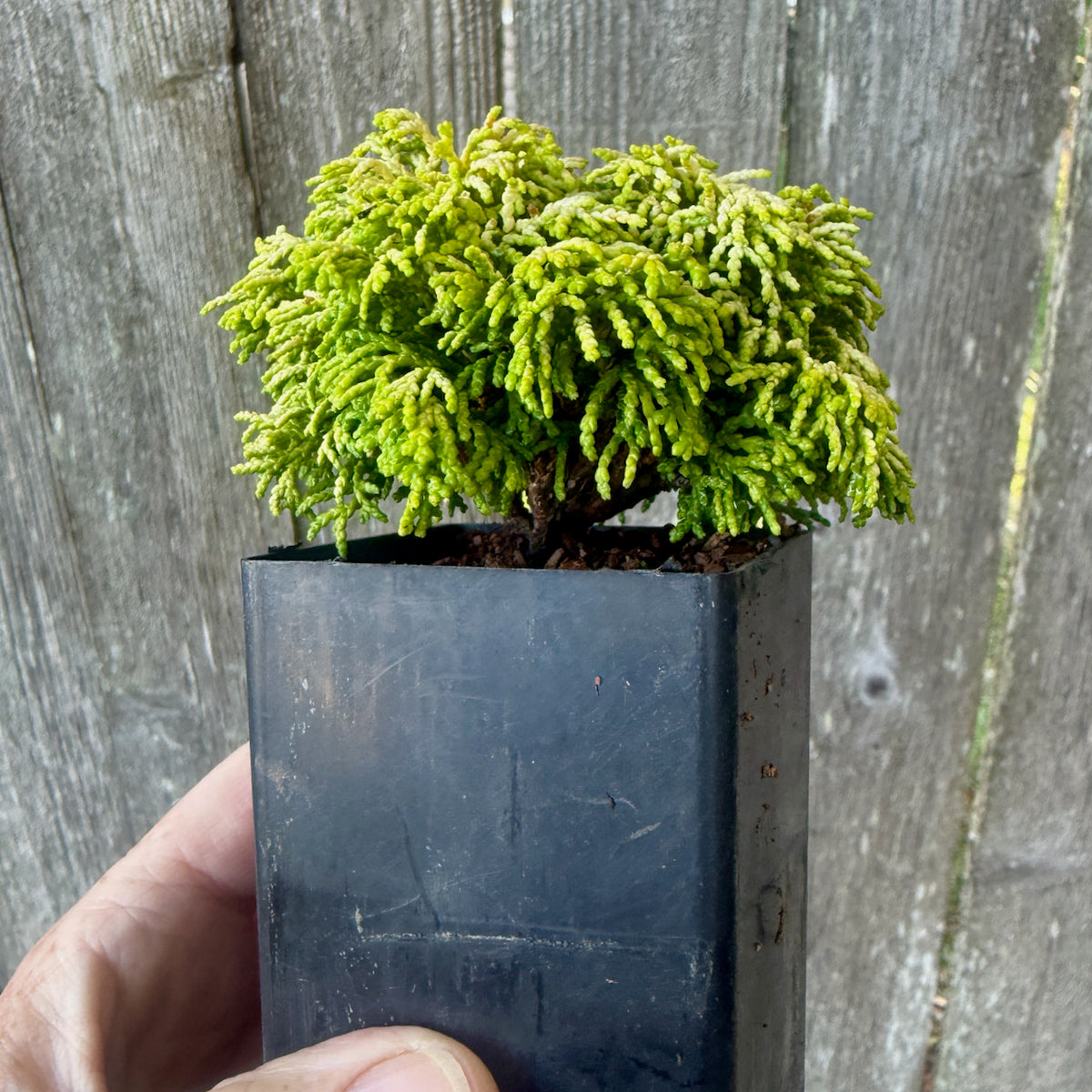 Mini Butter Ball Hinoki Cypress — Chamaecyparis obtusa 'Butter Ball'
