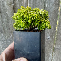 Mini Butter Ball Hinoki Cypress — Chamaecyparis obtusa 'Butter Ball'