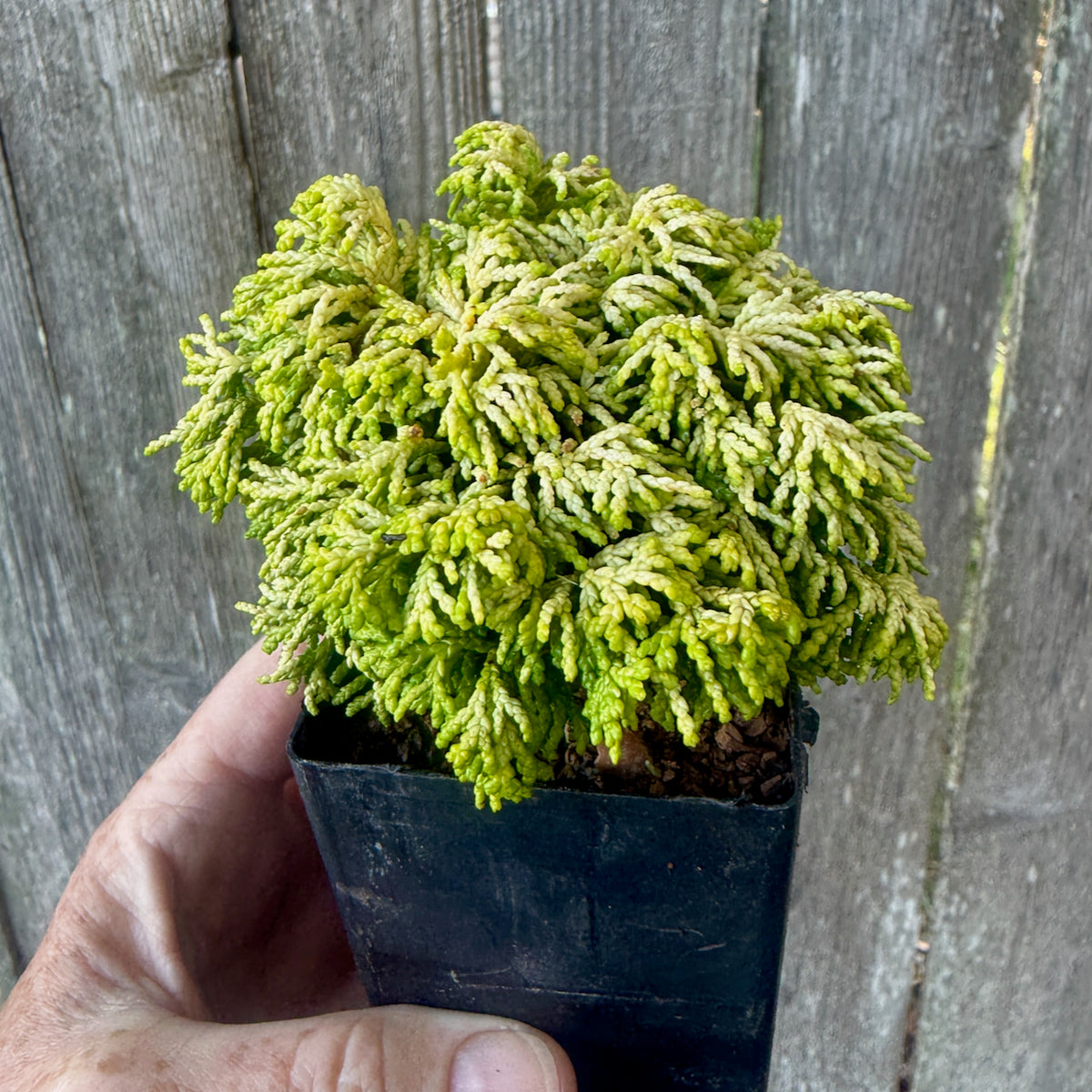 Mini Butter Ball Hinoki Cypress — Chamaecyparis obtusa 'Butter Ball'