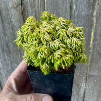 Mini Butter Ball Hinoki Cypress — Chamaecyparis obtusa 'Butter Ball'