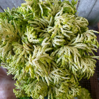 Mini Butter Ball Hinoki Cypress — Chamaecyparis obtusa 'Butter Ball'