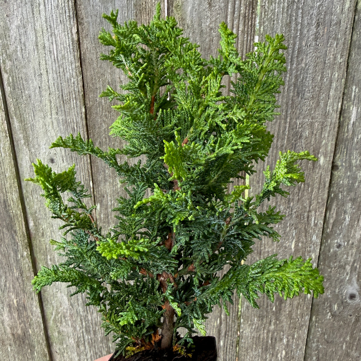 Mini Compact Fernleaf Cypress — Chamaecyparis obtusa 'Filicoides compacta'