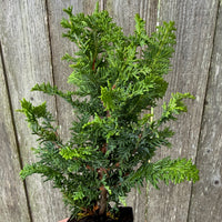 Mini Compact Fernleaf Cypress — Chamaecyparis obtusa 'Filicoides compacta'