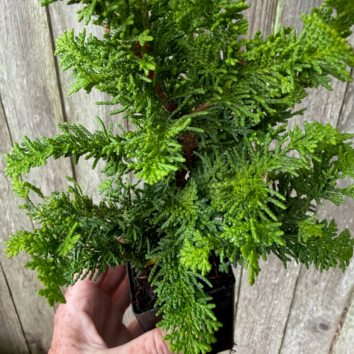 Mini Compact Fernleaf Cypress — Chamaecyparis obtusa 'Filicoides compacta'
