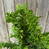 Mini Compact Fernleaf Cypress — Chamaecyparis obtusa 'Filicoides compacta'