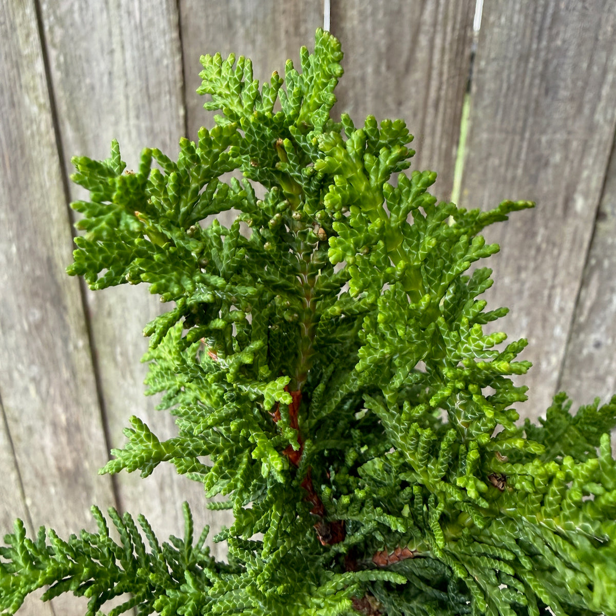 Mini Compact Fernleaf Cypress — Chamaecyparis obtusa 'Filicoides compacta'