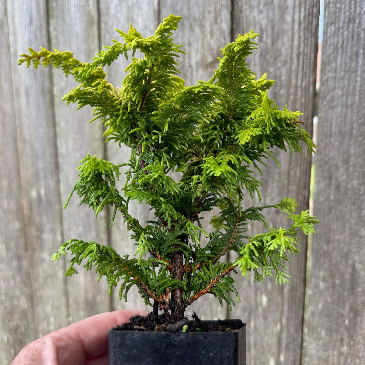 Mini Fernspray Gold Hinoki Cypress — Chamaecyparis obtusa 'Fernspray Gold'