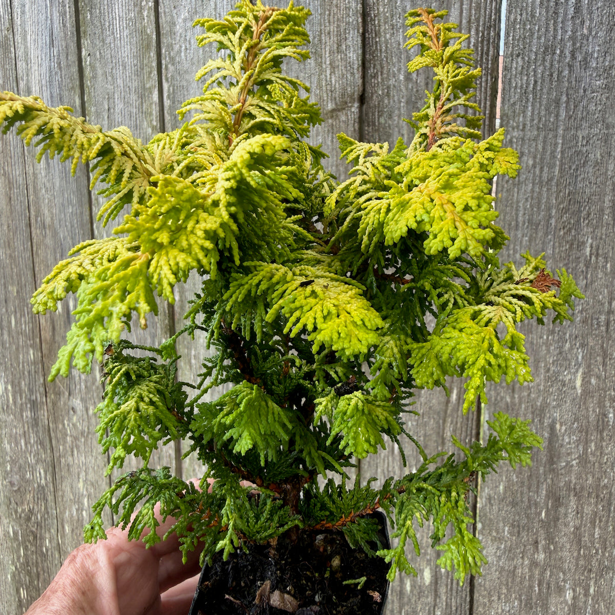 Mini Fernspray Gold Hinoki Cypress — Chamaecyparis obtusa 'Fernspray Gold'
