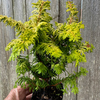 Mini Fernspray Gold Hinoki Cypress — Chamaecyparis obtusa 'Fernspray Gold'