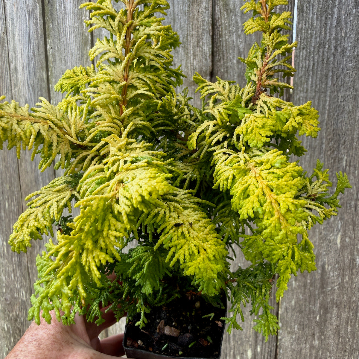 Mini Fernspray Gold Hinoki Cypress — Chamaecyparis obtusa 'Fernspray Gold'