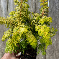 Mini Fernspray Gold Hinoki Cypress — Chamaecyparis obtusa 'Fernspray Gold'