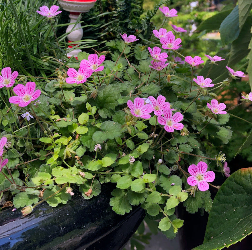 Bishop's Form Cranesbill - Erodium 'Bishop's Form'