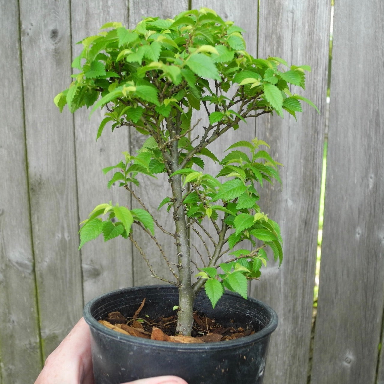 Jacqueline Hillier Elm ~ Ulmus minor 'Jacqueline Hillier'