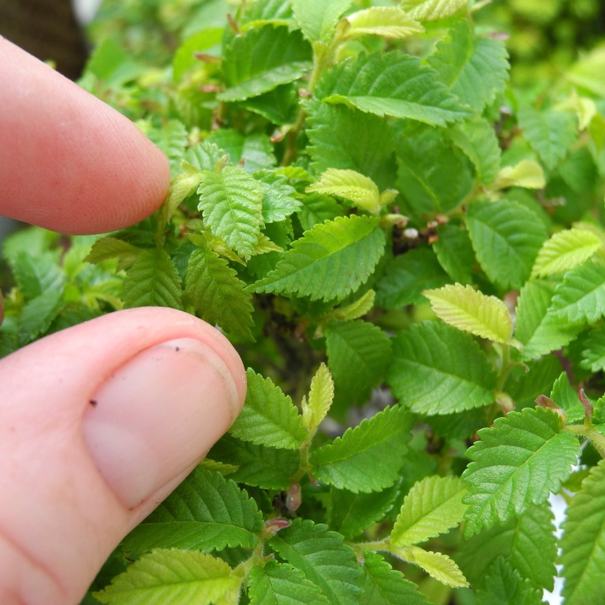Jacqueline Hillier Elm ~ Ulmus minor 'Jacqueline Hillier'
