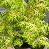 Melody Dwarf Hinoki Cypress - Chamaecyparis obtusa 'Melody'