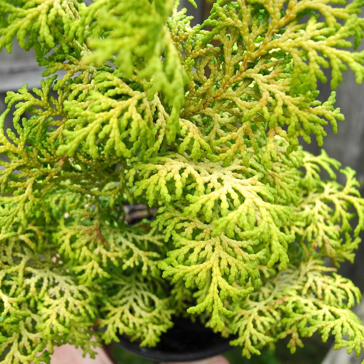 Melody Dwarf Hinoki Cypress - Chamaecyparis obtusa 'Melody'