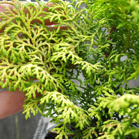Melody Dwarf Hinoki Cypress - Chamaecyparis obtusa 'Melody'