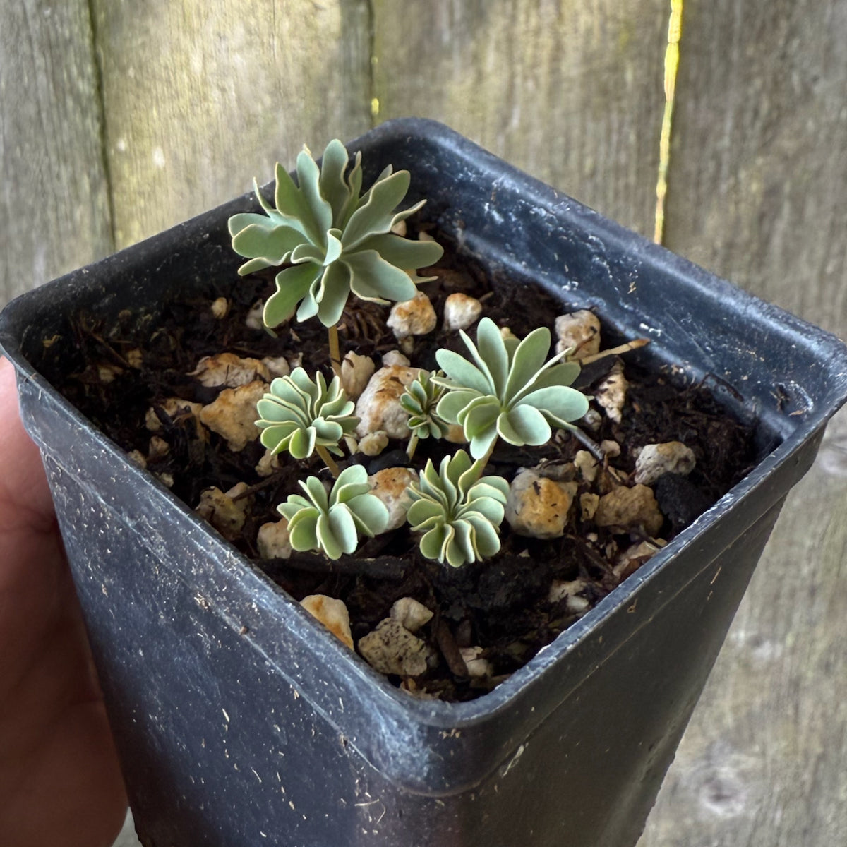Miniature Shamrock - Oxalis 'Ute'