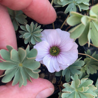 Miniature Shamrock - Oxalis 'Ute'