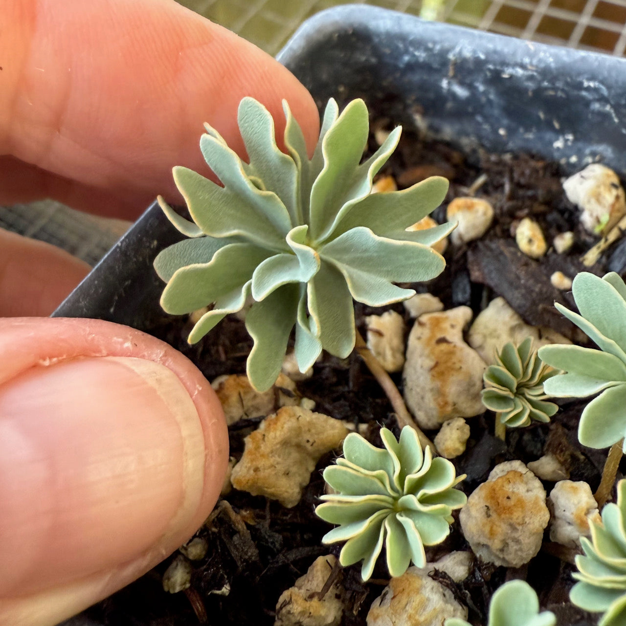 Miniature Shamrock - Oxalis 'Ute'