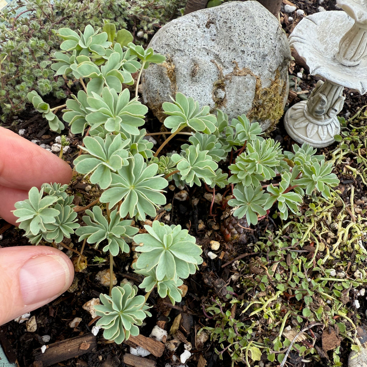 Miniature Shamrock - Oxalis 'Ute'