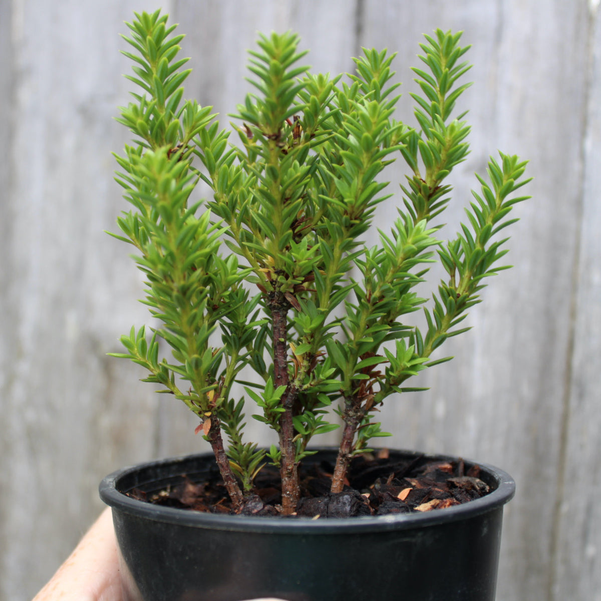 Jalako Red Plum Pine - Podocarpus nivalis 'Jalako Red'