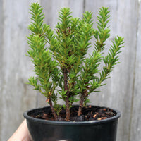 Jalako Red Plum Pine - Podocarpus nivalis 'Jalako Red'