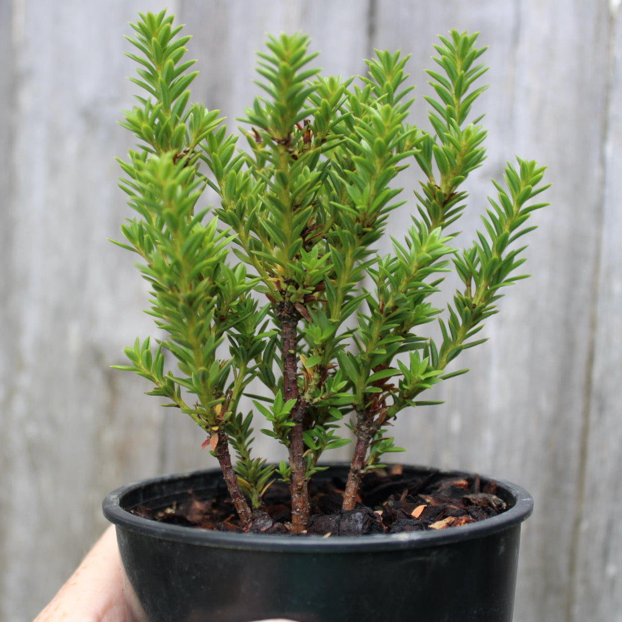 Jalako Red Plum Pine - Podocarpus nivalis 'Jalako Red'