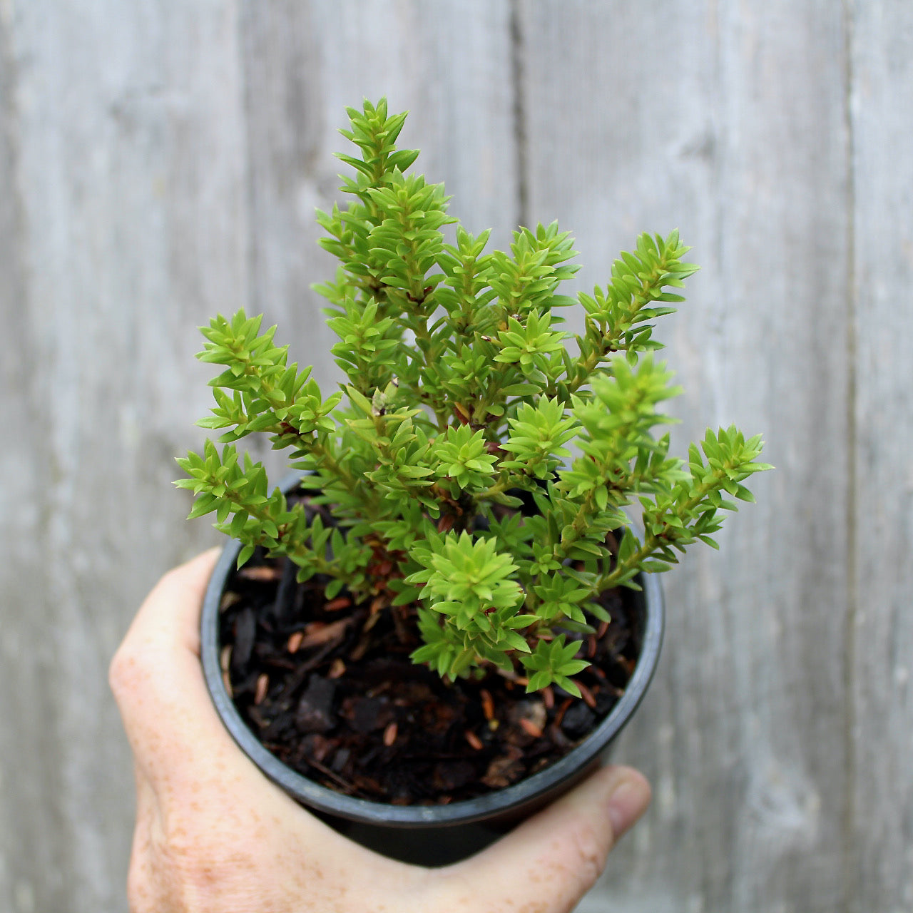 Jalako Red Plum Pine - Podocarpus nivalis 'Jalako Red'