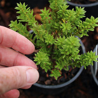 Jalako Red Plum Pine - Podocarpus nivalis 'Jalako Red'
