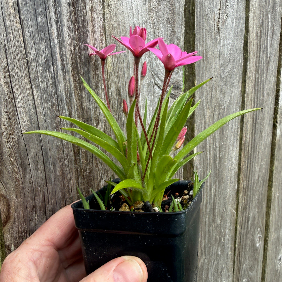 HF Cerise Rosy Posy - Rhodohypoxis baurii 'Hebron Farm Cerise'