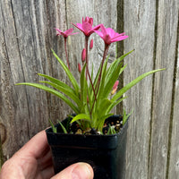 HF Cerise Rosy Posy - Rhodohypoxis baurii 'Hebron Farm Cerise'