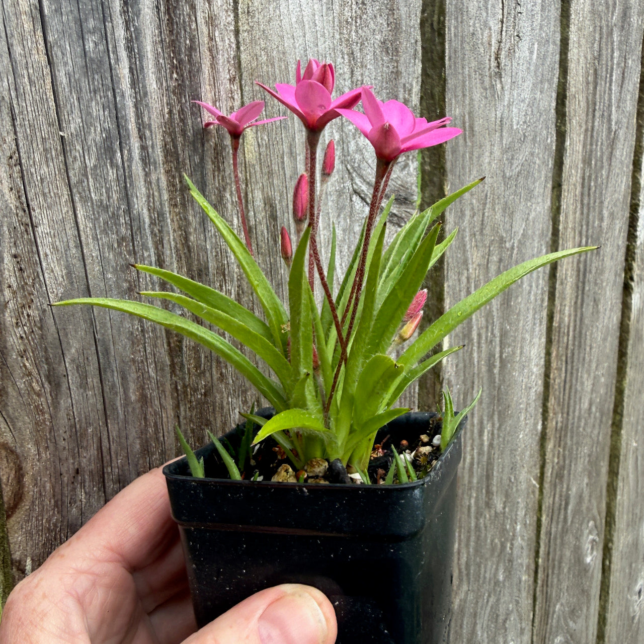 HF Cerise Rosy Posy - Rhodohypoxis baurii 'Hebron Farm Cerise'