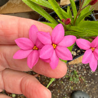HF Cerise Rosy Posy - Rhodohypoxis baurii 'Hebron Farm Cerise'
