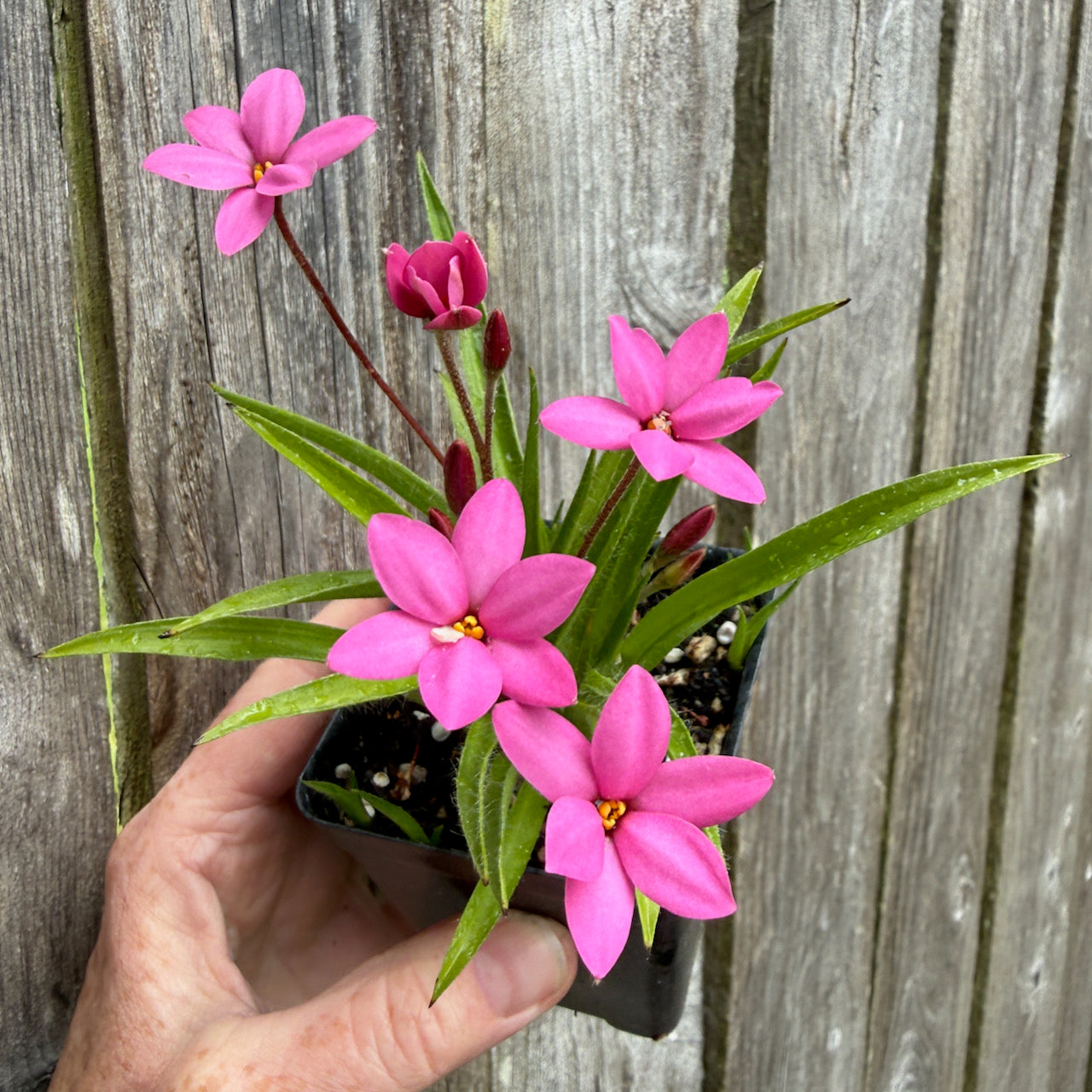 HF Cerise Rosy Posy - Rhodohypoxis baurii 'Hebron Farm Cerise'
