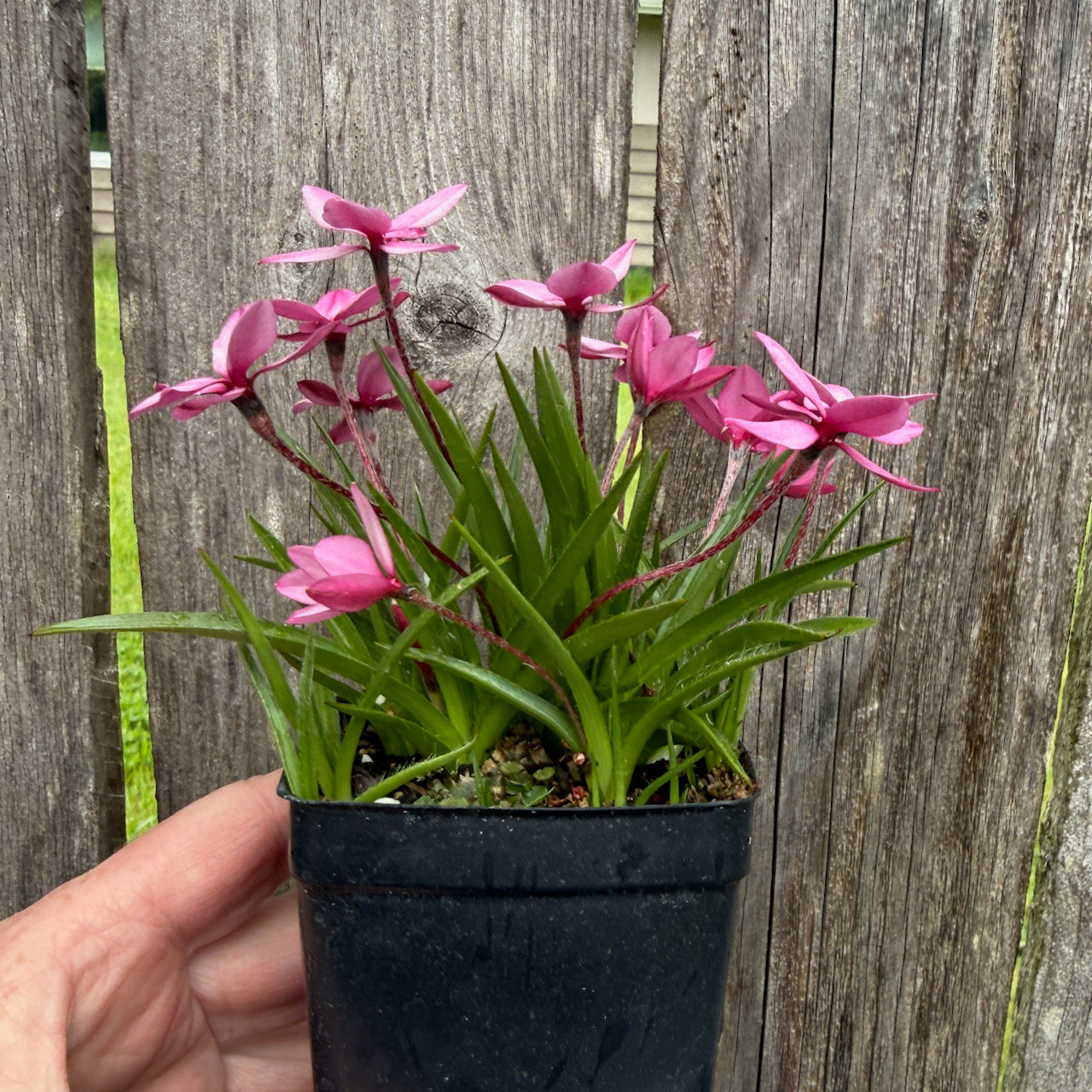 Pintado Rosy Posy - Rhodohypoxis baurii 'Pintado'