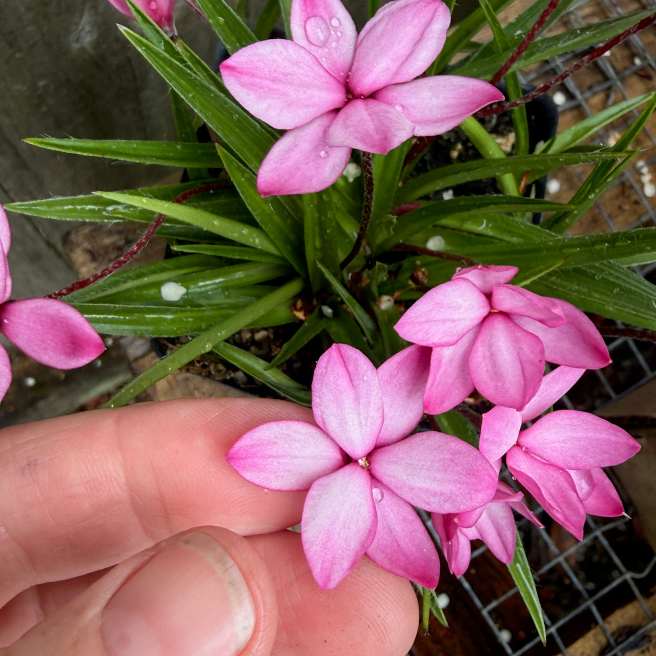 Pintado Rosy Posy - Rhodohypoxis baurii 'Pintado'