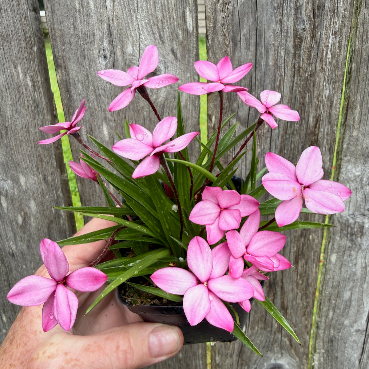 Pintado Rosy Posy - Rhodohypoxis baurii 'Pintado'