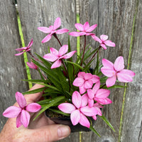 Pintado Rosy Posy - Rhodohypoxis baurii 'Pintado'