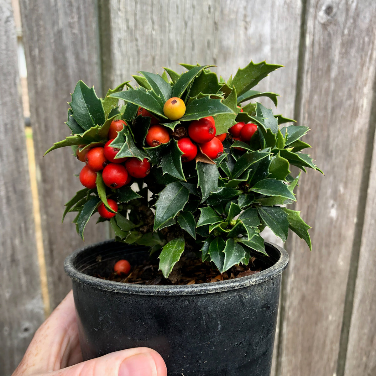 Rock Garden Japanese Holly - Ilex crenata 'Rock Garden'
