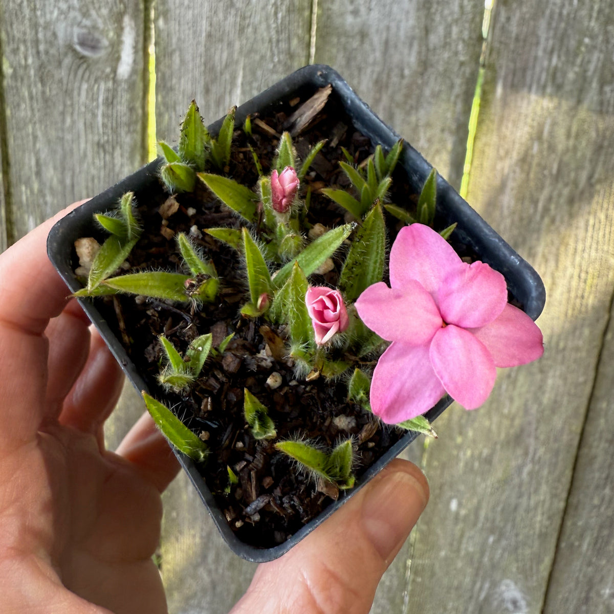 Red Star or Rosy Posy - Rhodohypoxis baurii