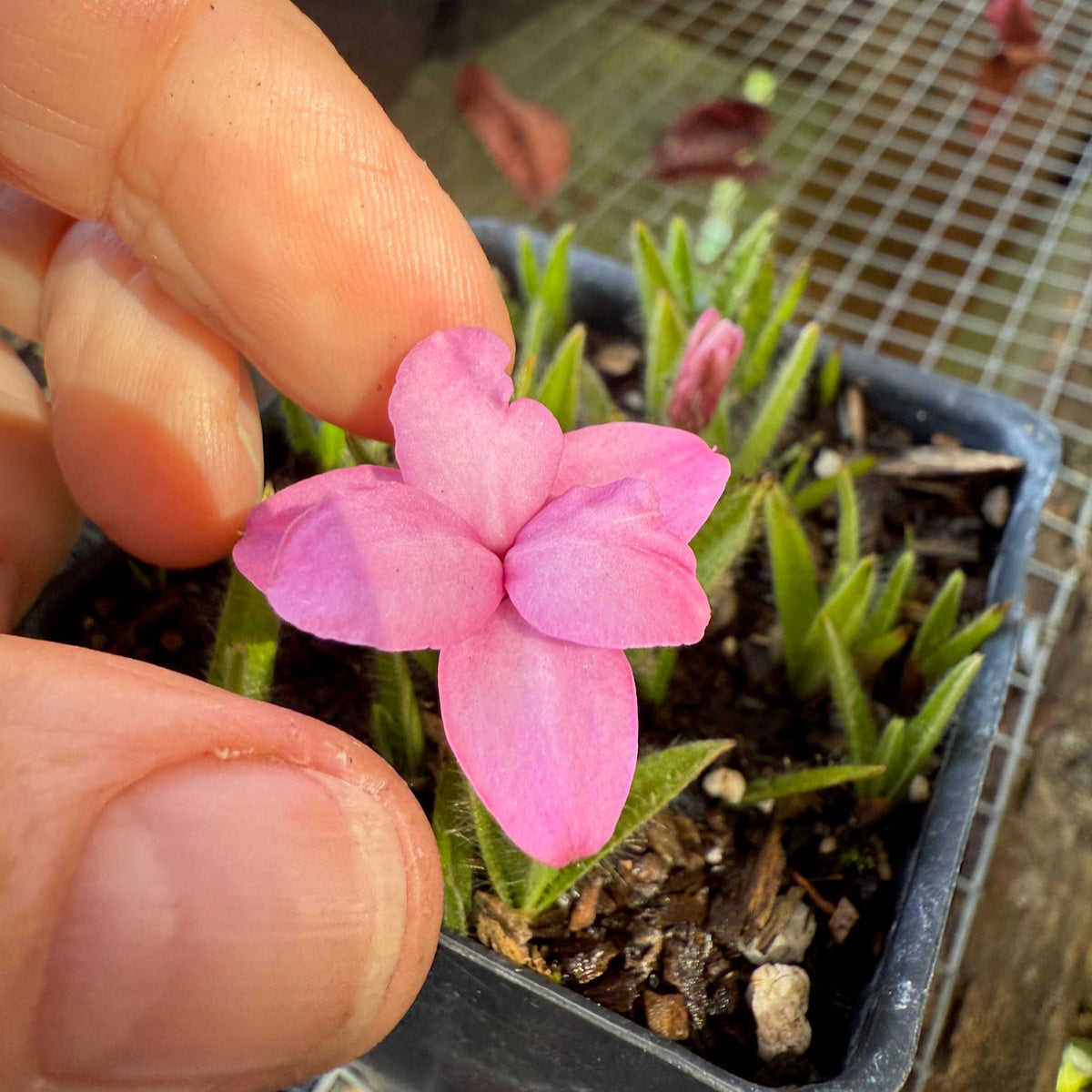 Red Star or Rosy Posy - Rhodohypoxis baurii
