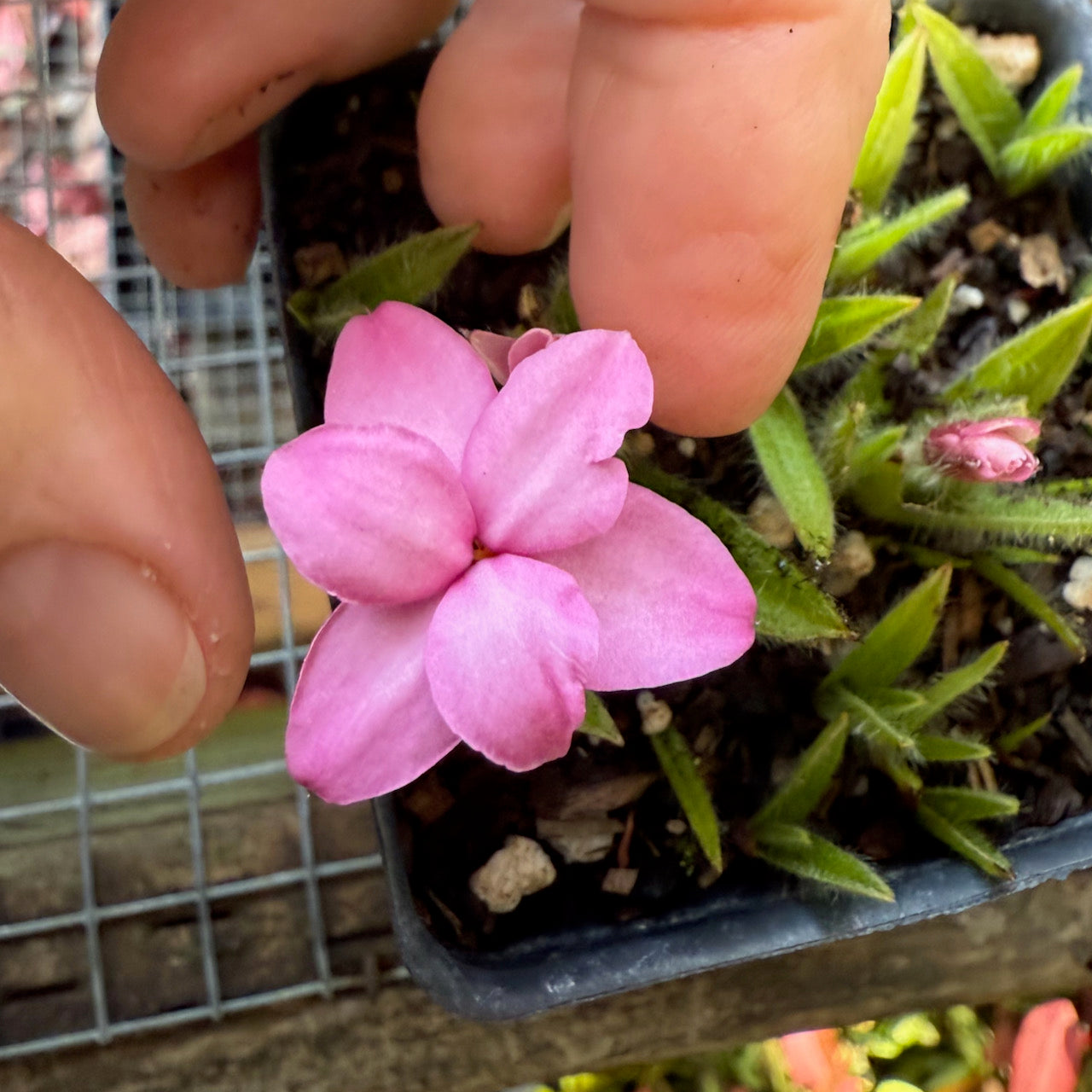 Red Star or Rosy Posy - Rhodohypoxis baurii