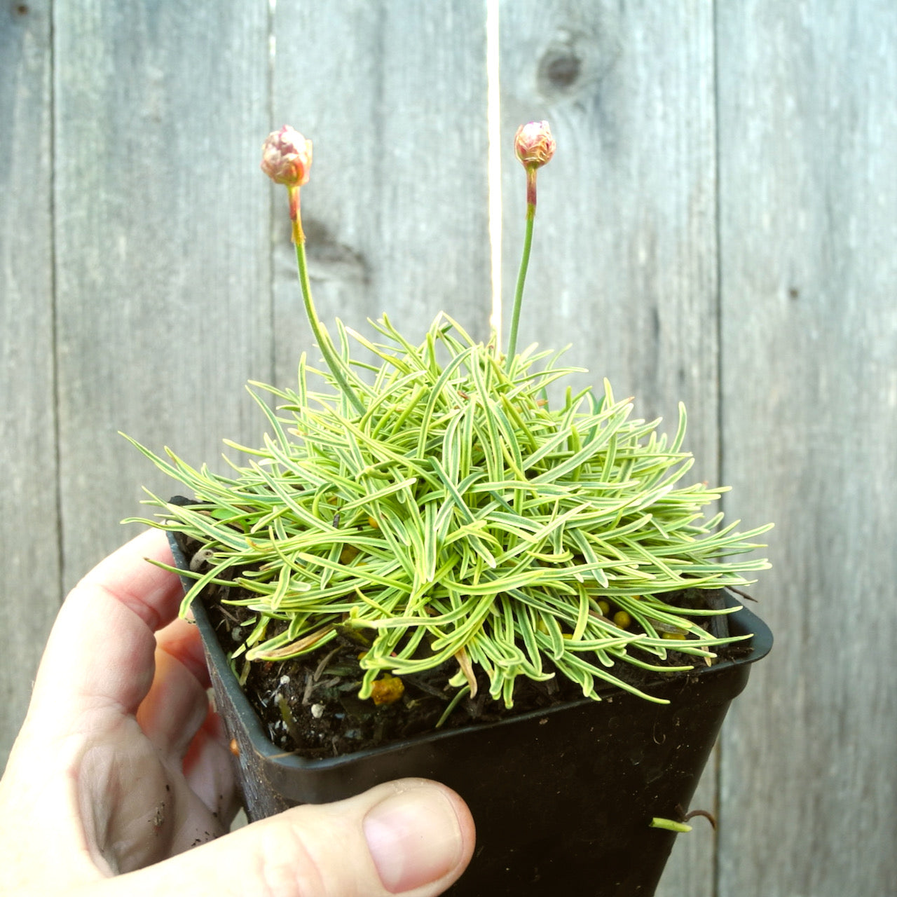 Nifty Thrifty Seathrift - Armeria maritima 'Nifty Thrifty'