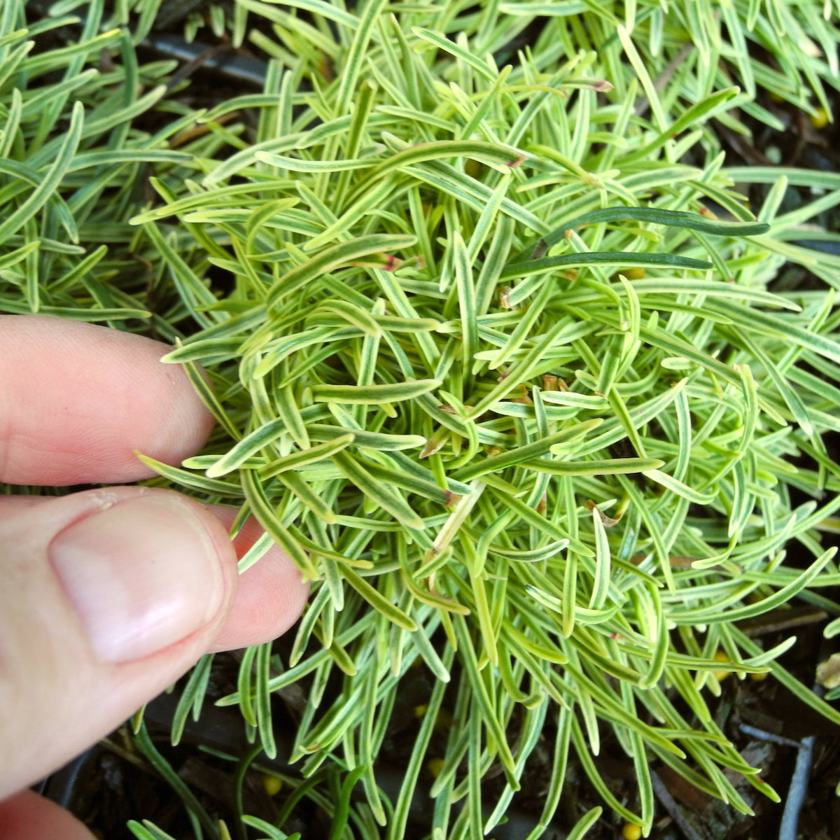 Nifty Thrifty Seathrift - Armeria maritima 'Nifty Thrifty'