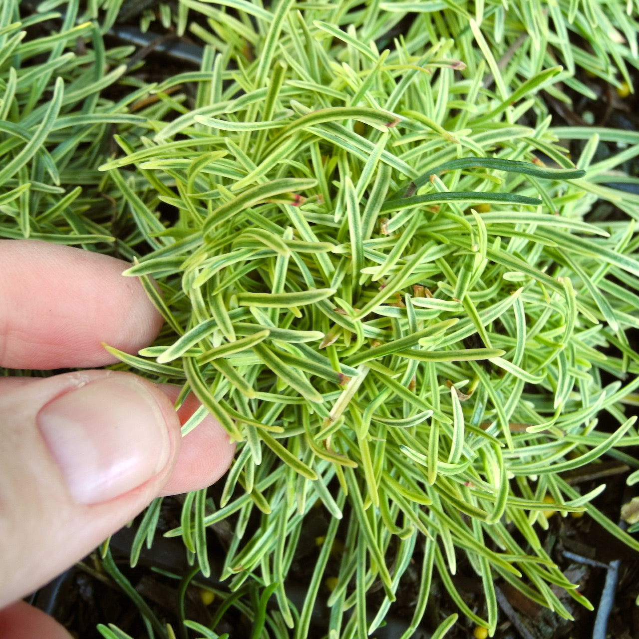 Nifty Thrifty Seathrift - Armeria maritima 'Nifty Thrifty'