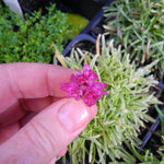 Nifty Thrifty Seathrift - Armeria maritima 'Nifty Thrifty'