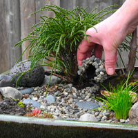 Mini Whipcord Western Red Cedar — Thuja plicata 'Whipcord'