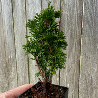 Mini Maks Miniature Arborvitae — Thuja occidentalis 'Maks'
